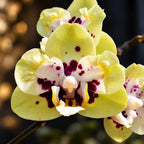 Phalaenopsis Miki Hydrangea 'QQ' (pelorická)