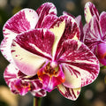 Phalaenopsis Miki Tipsy '3650'