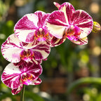 Phalaenopsis Miki Tipsy '3650'