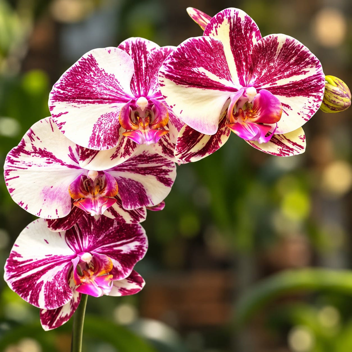 Phalaenopsis Miki Tipsy '3650'