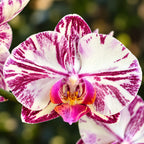 Phalaenopsis Miki Tipsy '3650'