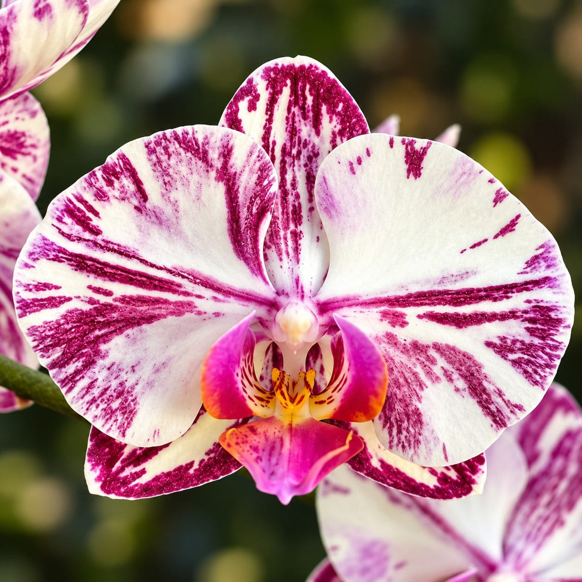 Phalaenopsis Miki Tipsy '3650'