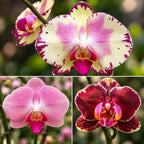 Phalaenopsis Miki Tipsy '3650'