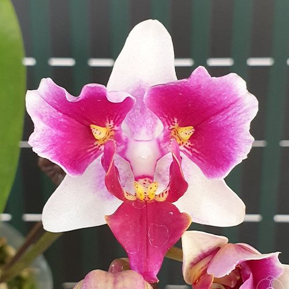 Phalaenopsis Miki Fire fox '3285'