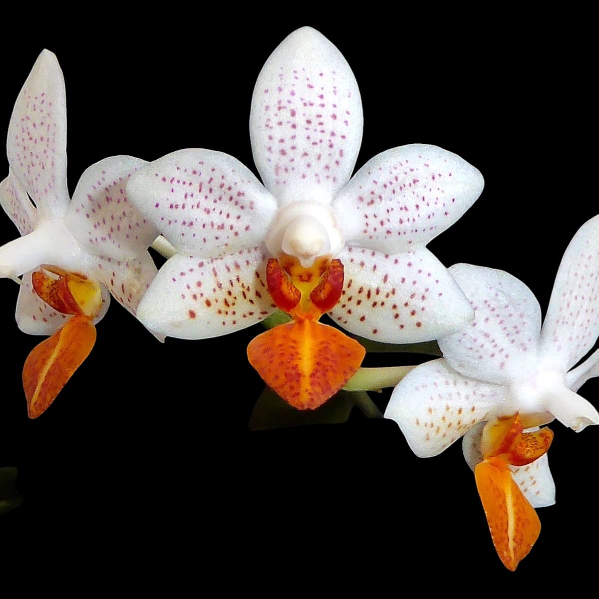 Phalaenopsis Mini Mark