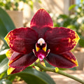 Phalaenopsis Miro Sun Beauty '3521'
