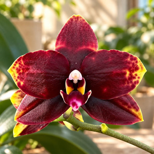 Phalaenopsis Miro Sun Beauty '3521'