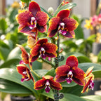 Phalaenopsis Miro Sun Beauty '3521'
