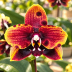 Phalaenopsis Miro Sun Beauty '3521'