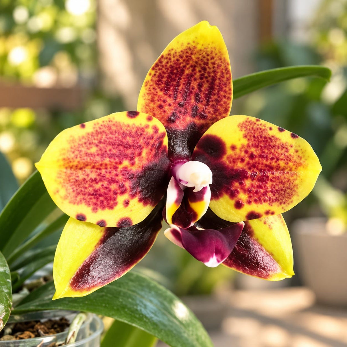 Phalaenopsis Miro Sun Beauty '3521'