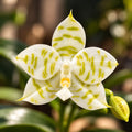 Phalaenopsis Mituo Golden Tiger