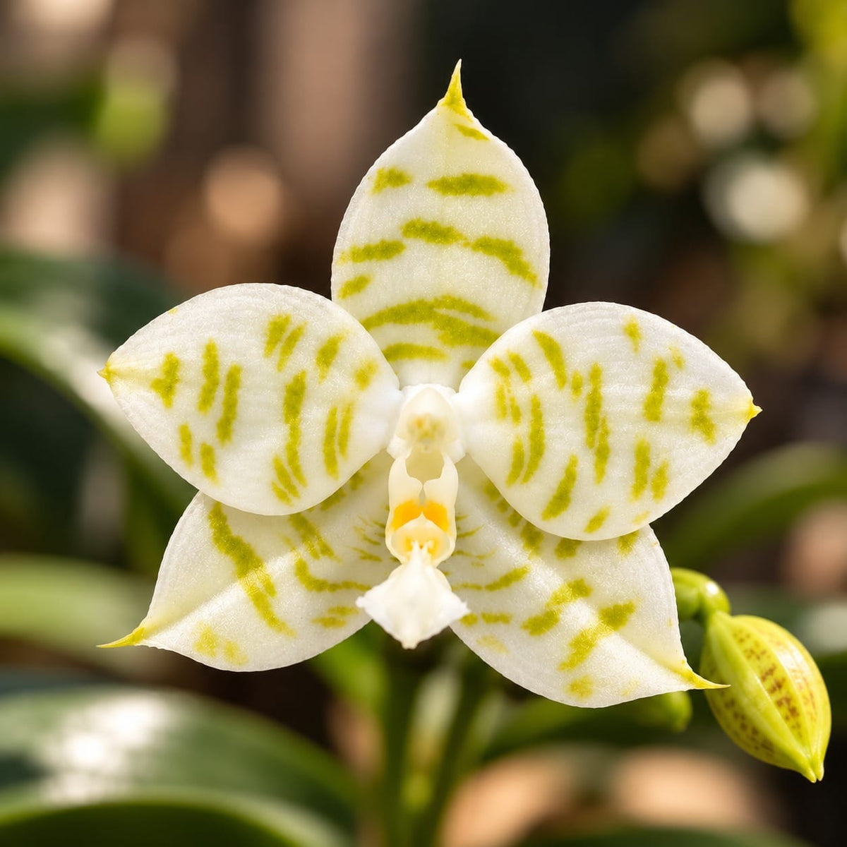Phalaenopsis Mituo Golden Tiger