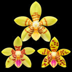 Phalaenopsis Moon Bunny