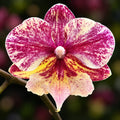 Phalaenopsis SKB Black Lace × (Brother Amar × Heliodor 'Star Green Angel')