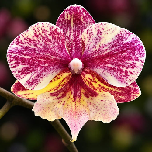 Phalaenopsis SKB Black Lace × (Brother Amar × Heliodor 'Star Green Angel')