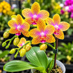Phalaenopsis Sogo Eric