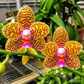 Phalaenopsis Sogo Eric