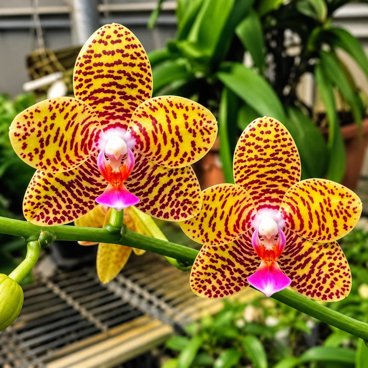 Phalaenopsis Sogo Eric