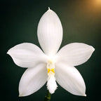Phalaenopsis tetraspis var. alba
