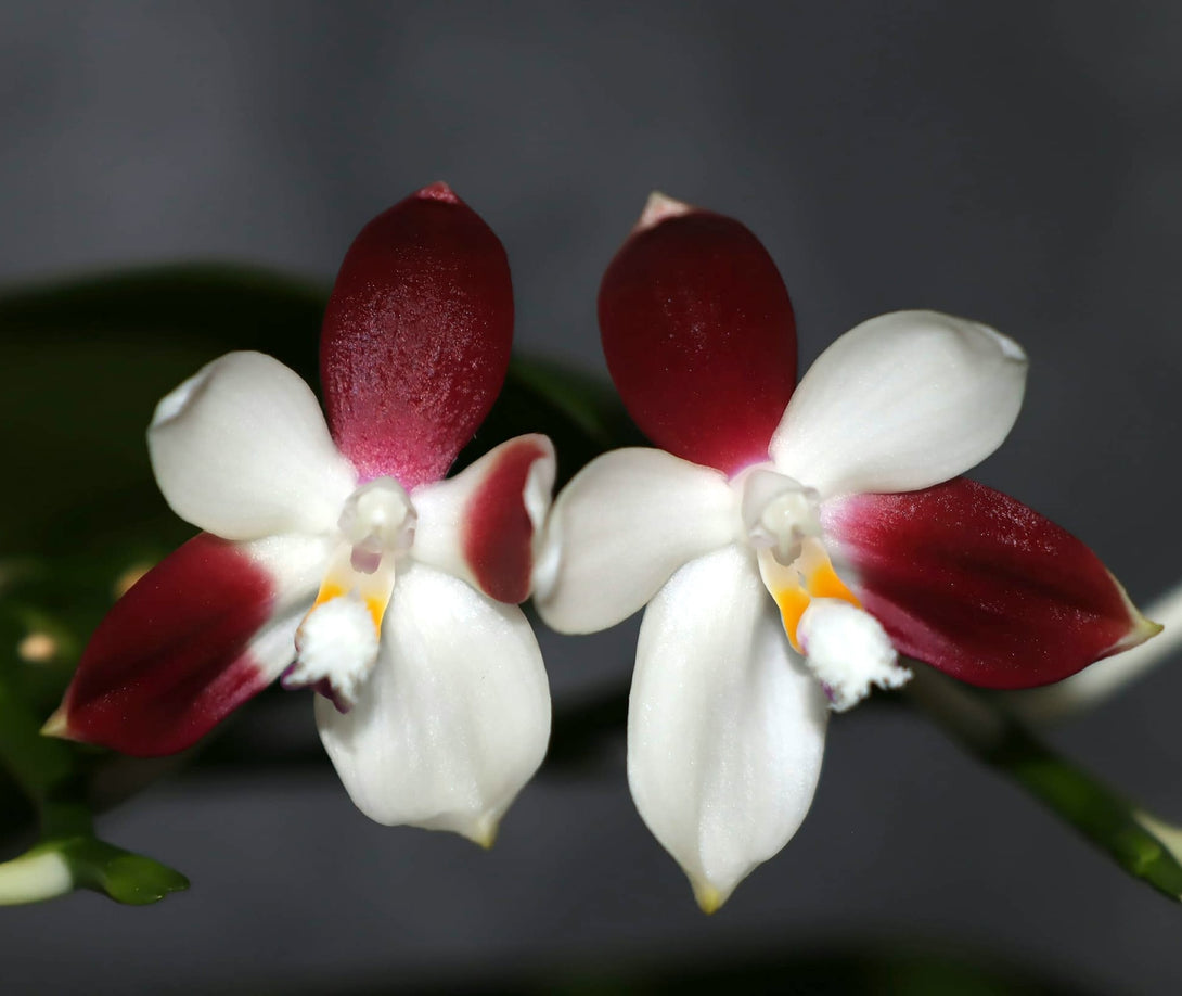 Phalaenopsis tetraspis 'C2'