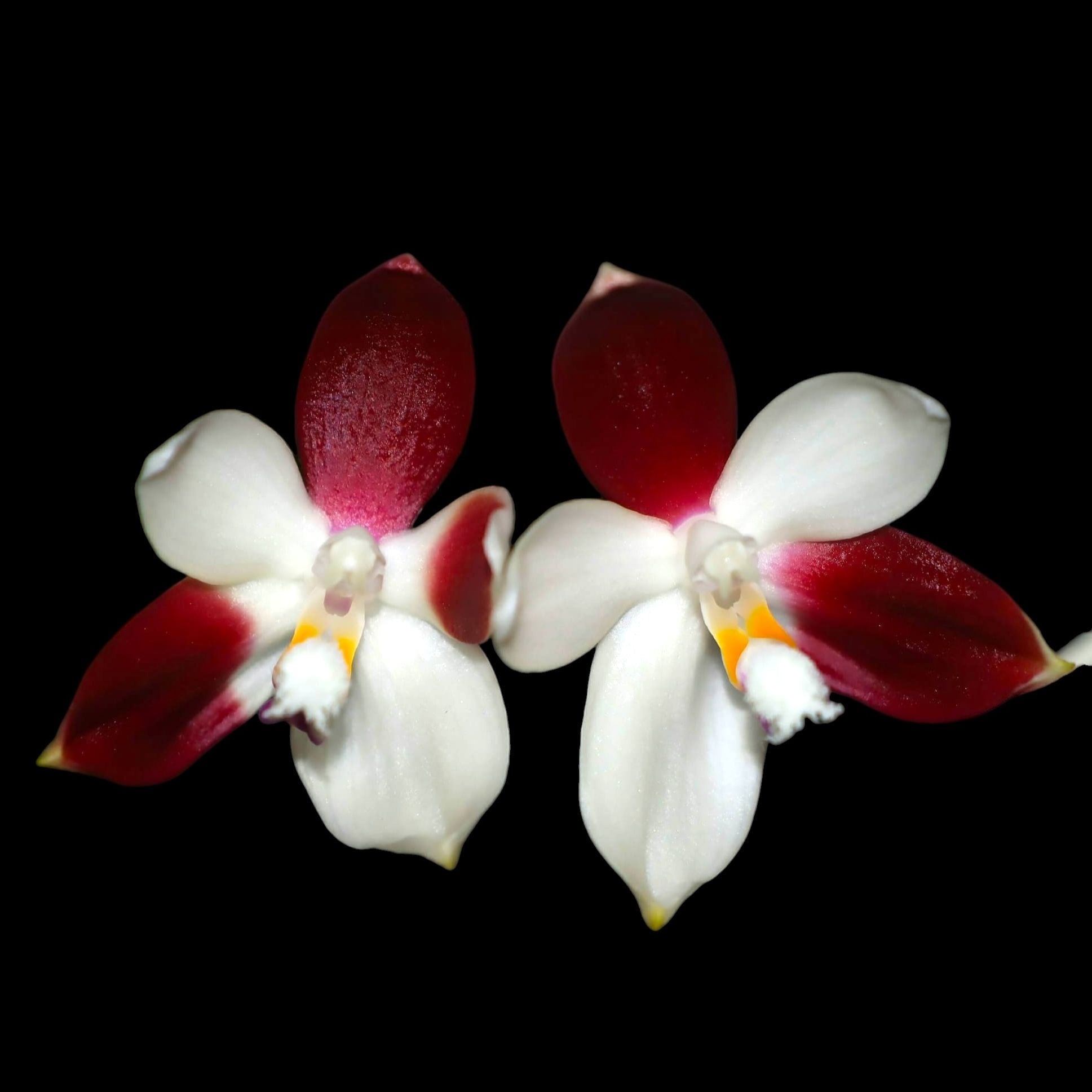 Phalaenopsis tetraspis 'C2' - flori parfumate