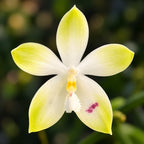 Phalaenopsis tetraspis 'Wisp'