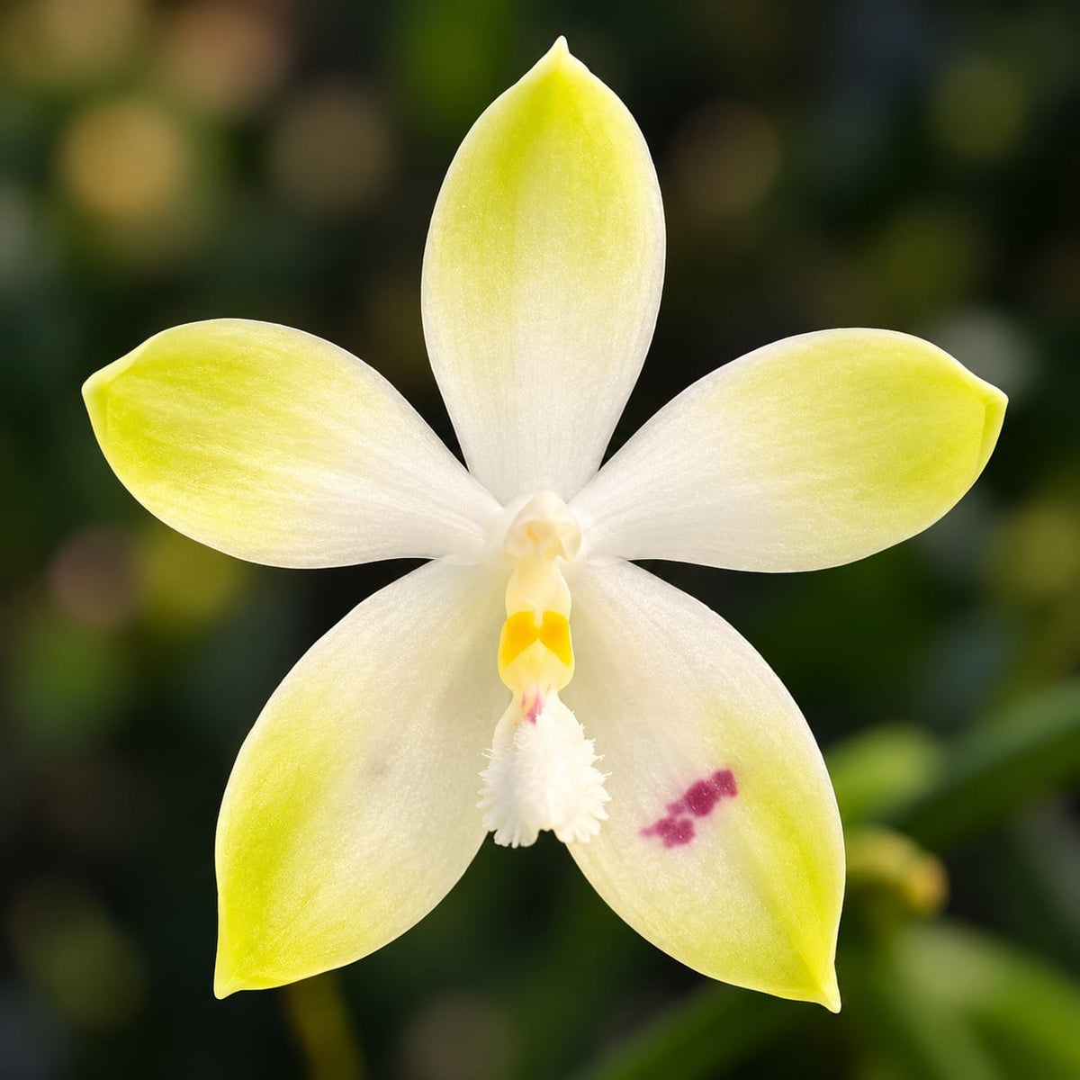 Phalaenopsis tetraspis 'Wisp'