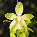 Phalaenopsis tetraspis 'Wisp'