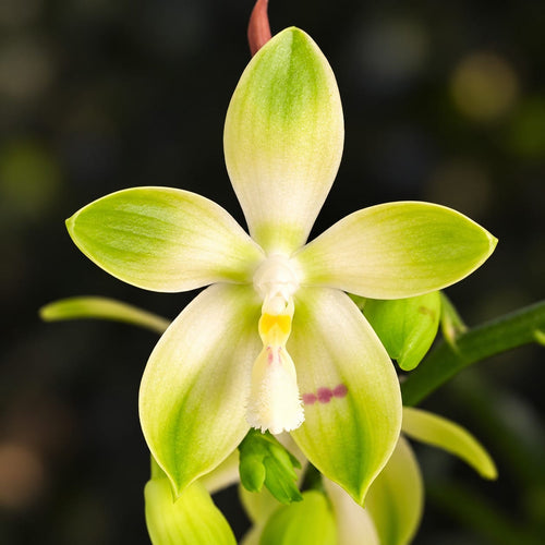 Phalaenopsis tetraspis 'Wisp' - fragrant flowers