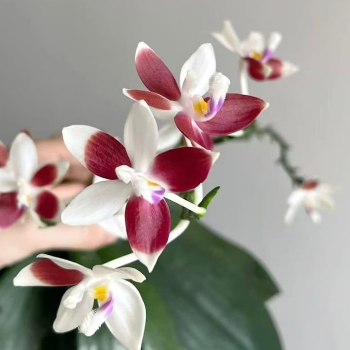 Phalaenopsis tetraspis 'C2'