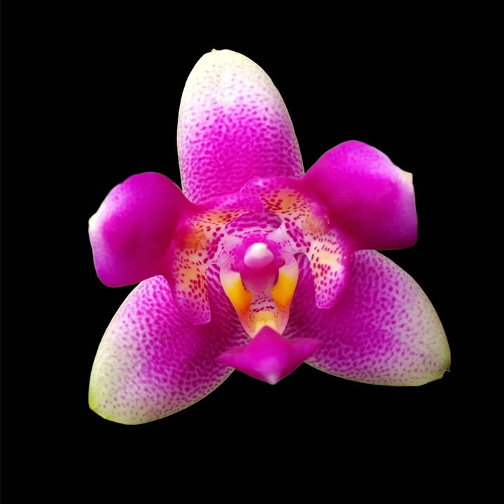 Phalaenopsis Vio Vio 'Cat Face' (peloric)