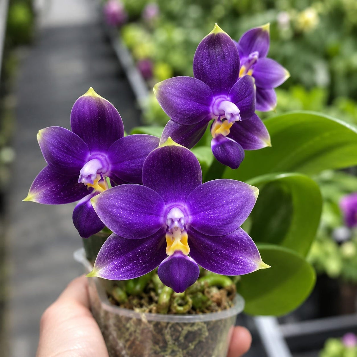 Phalaenopsis violacea var. indigo 'Jiaho Blue Moon'