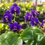 Phalaenopsis violacea var. indigo 'Jiaho Blue Moon'