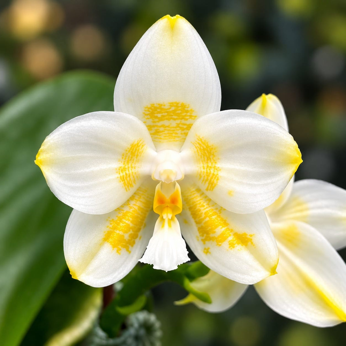 Phalaenopsis Yaphon Database