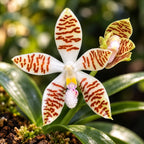 Phalaenopsis zebrina - parfumata
