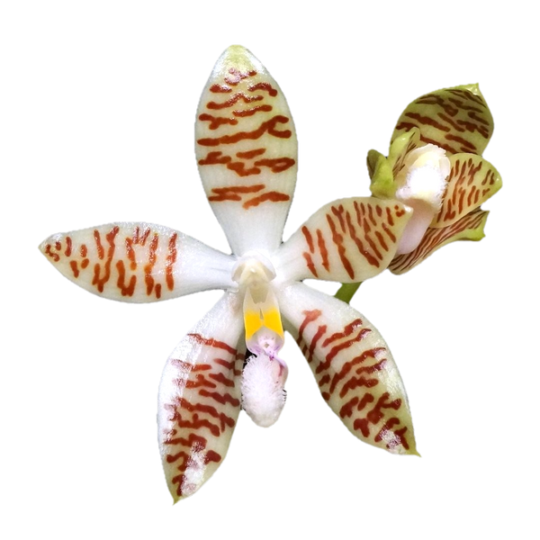 Phalaenopsis zebrina *scented