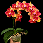 Phalaenopsis Fangmei Sweet (peloric - butterfly)