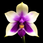 Phalaenopsis bellina var. coerulea (blue)