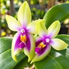 Phalaenopsis bellina 'Fire' 