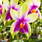 Phalaenopsis bellina 'Fire' 