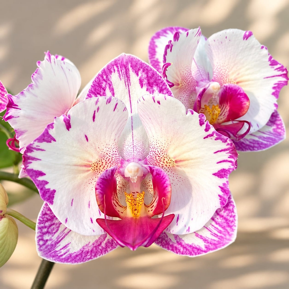 Phalaenopsis Champion Lightning (peloric - butterfly)