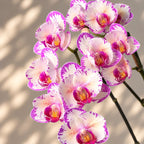 Phalaenopsis Champion Lightning (peloric - butterfly)