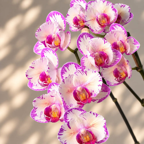 Phalaenopsis Champion Lightning (pelorisch - Schmetterling)
