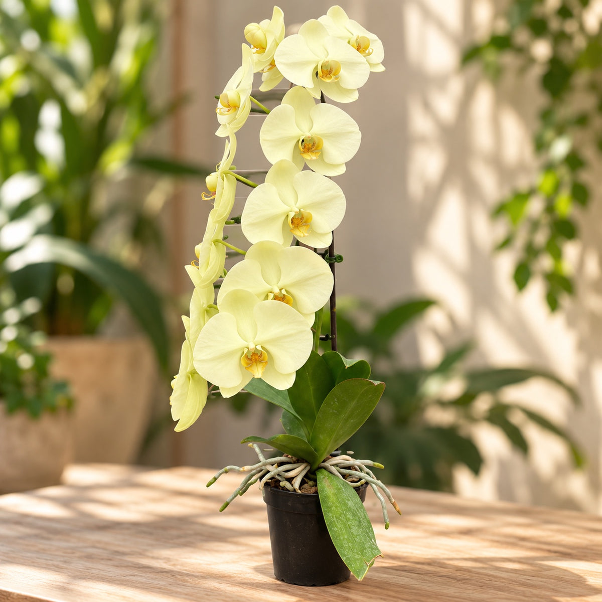 Phalaenopsis Charming Forest Lake × (Charming Romeo × Golden Apollon)