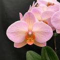 Phalaenopsis Charming Marshmallow