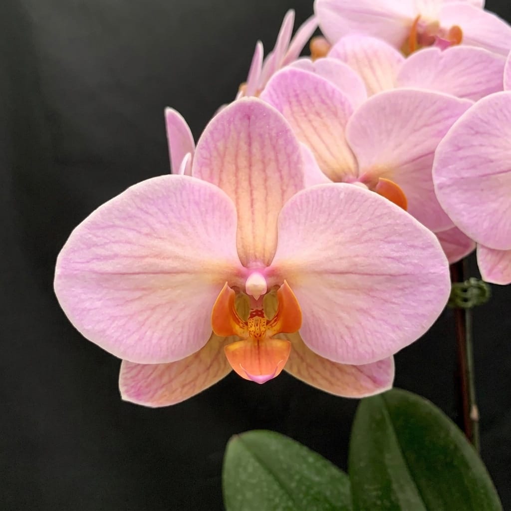 Phalaenopsis Charming Marshmallow