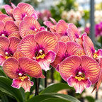 Phalaenopsis Dragon Heart