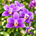 Phalaenopsis Equalacea 'Blue'