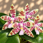 Phalaenopsis hieroglyphica
