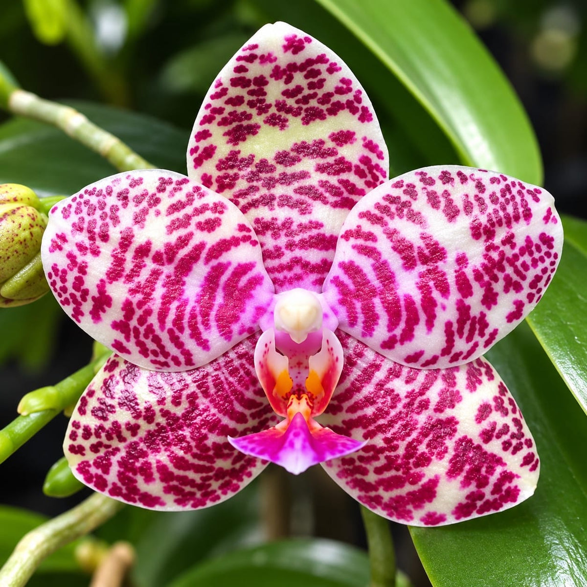 Phalaenopsis Ho's Graceful Natasha